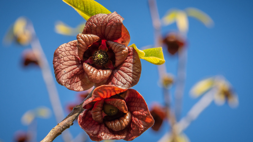 Asimina triloba fleurs
