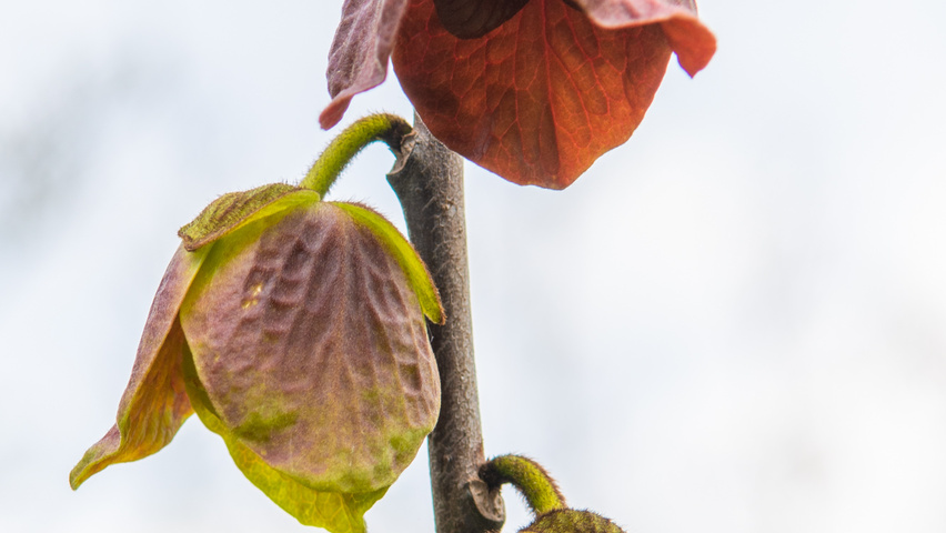 Asimina triloba fleurs