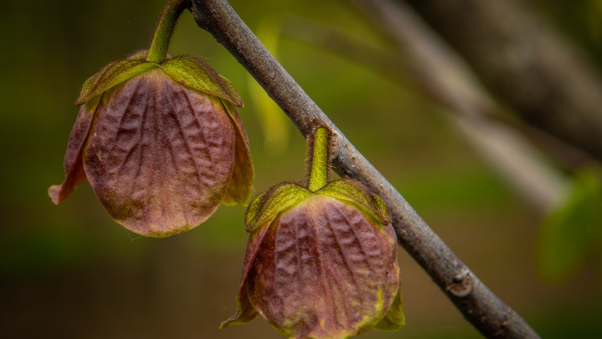 Asimina triloba fleurs