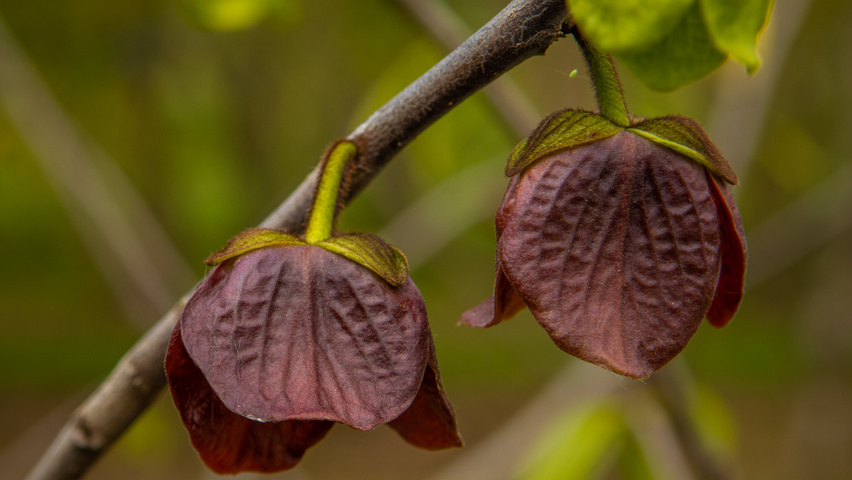 Asimina triloba fleurs