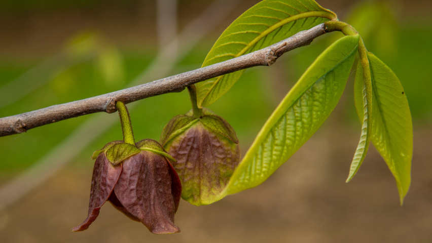 Asimina triloba fleurs