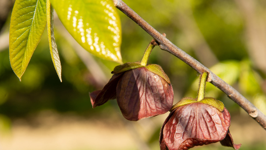 Asimina triloba fleurs