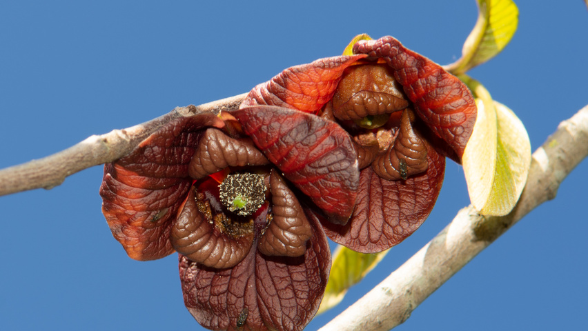 Asimina triloba fleurs