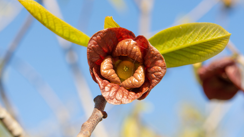 Asimina triloba fleurs