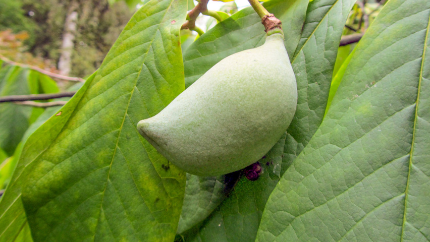 Asimina triloba fruits
