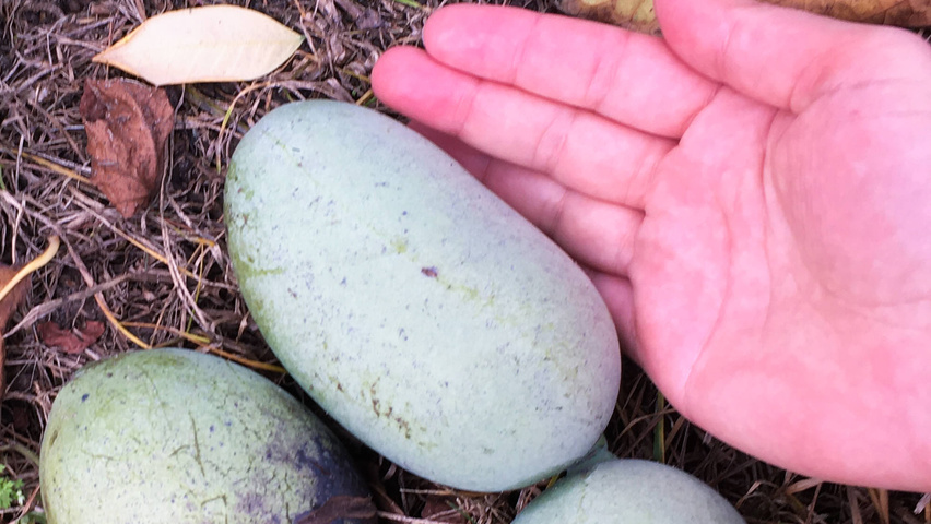 Asimina triloba fruits