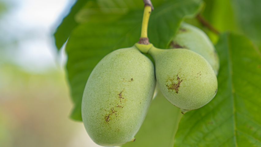 Asimina triloba fruits