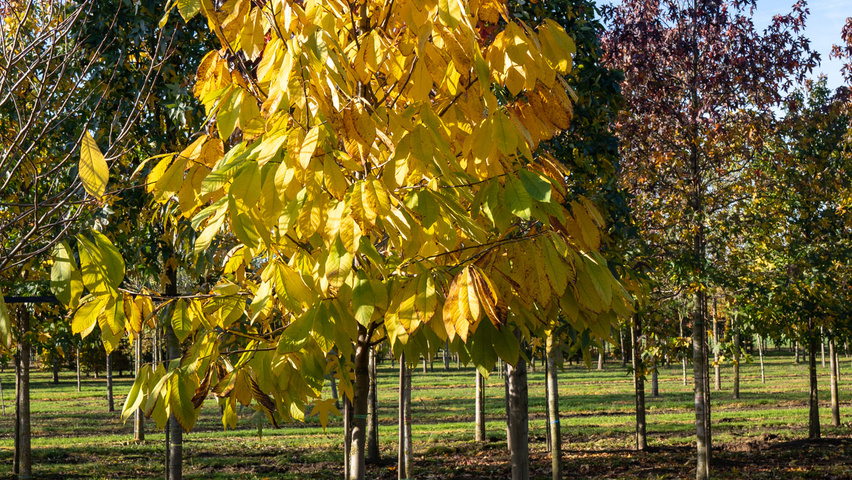 Asimina triloba haute tige