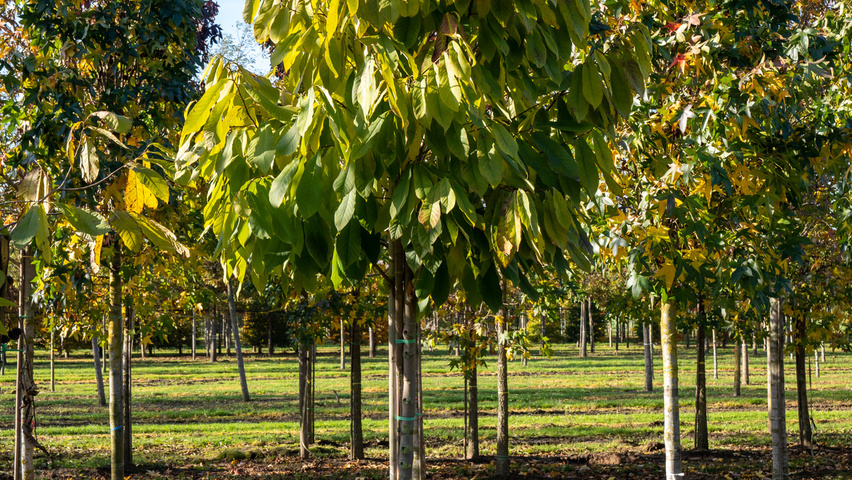 Asimina triloba haute tige