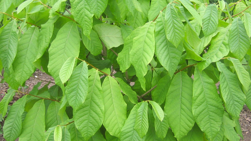 Asimina triloba Feuilles