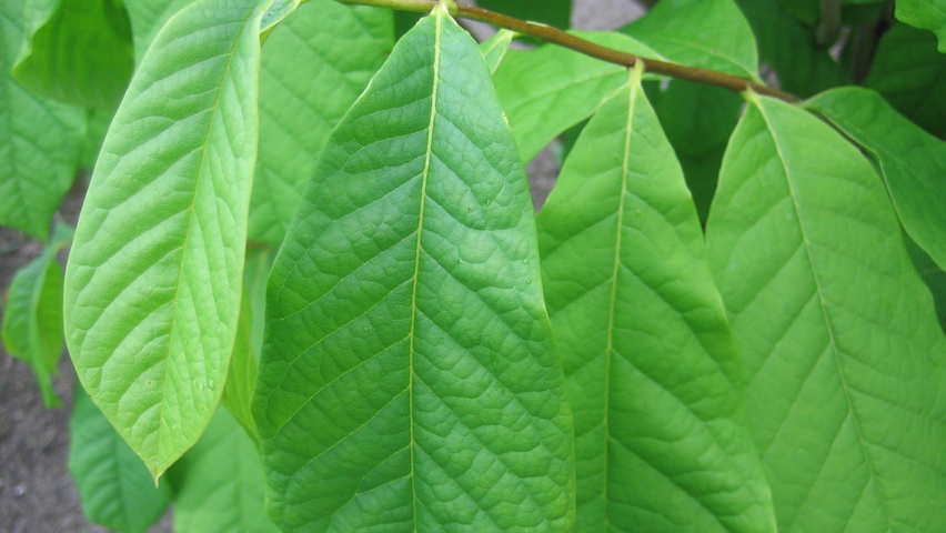Asimina triloba Feuilles
