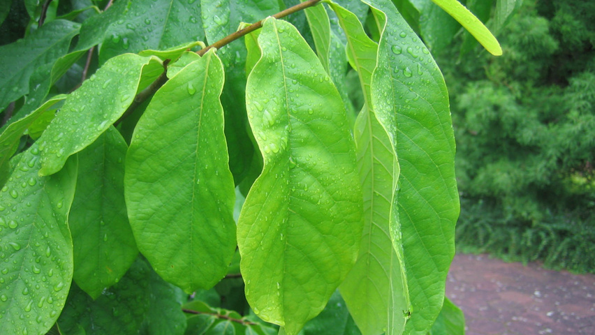 Asimina triloba Feuilles