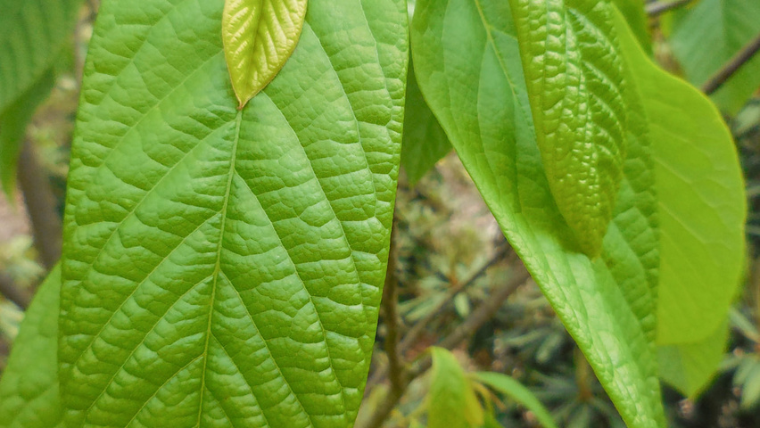 Asimina triloba Feuilles