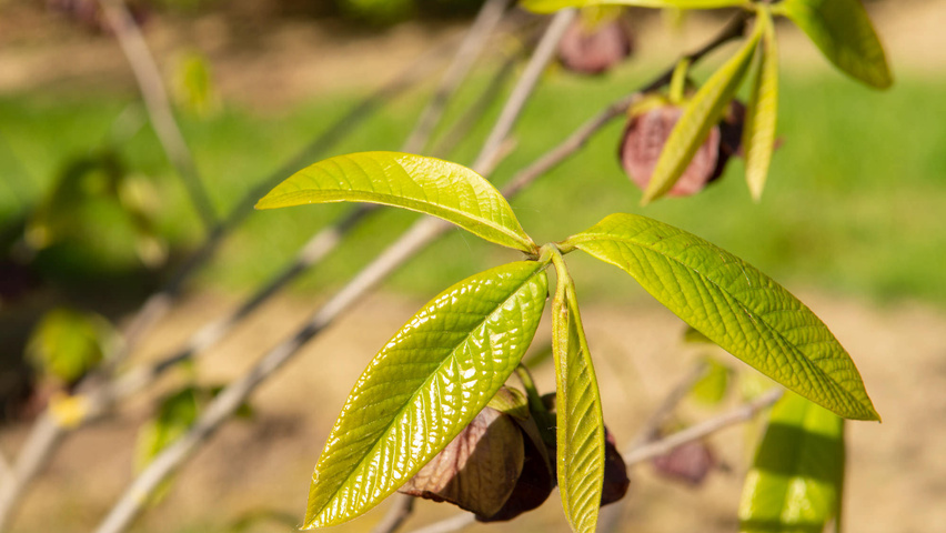 Asimina triloba Feuilles