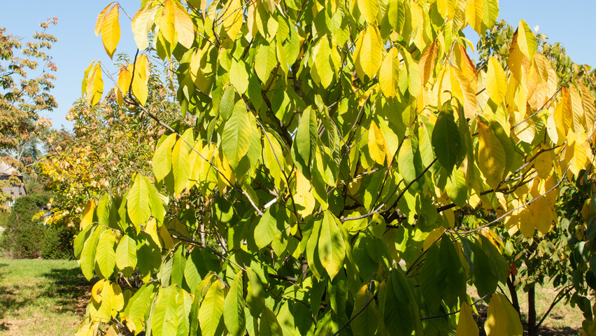 Asimina triloba arbustes solitaires