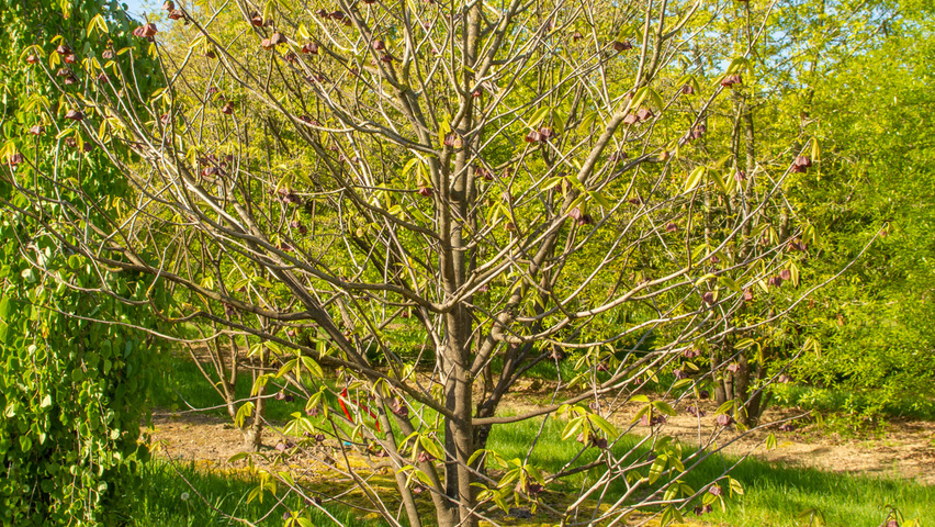 Asimina triloba arbustes solitaires