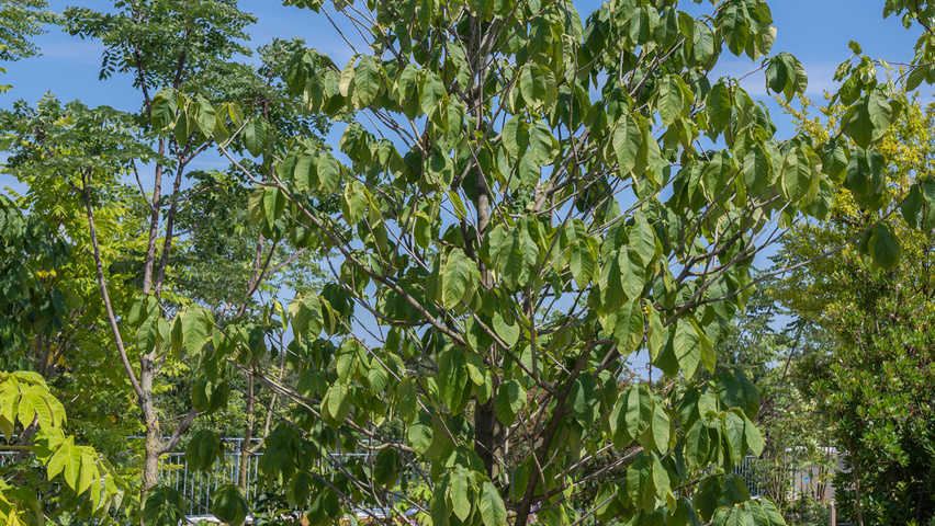 Asimina triloba arbustes solitaires