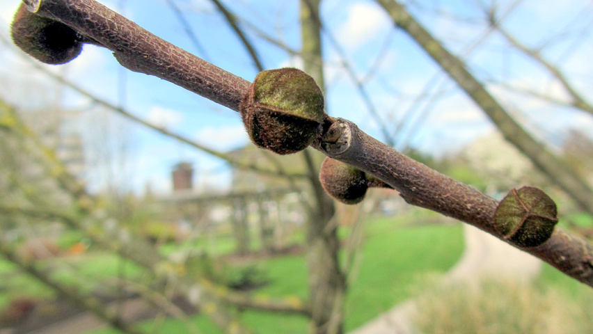 Asimina triloba rameaux