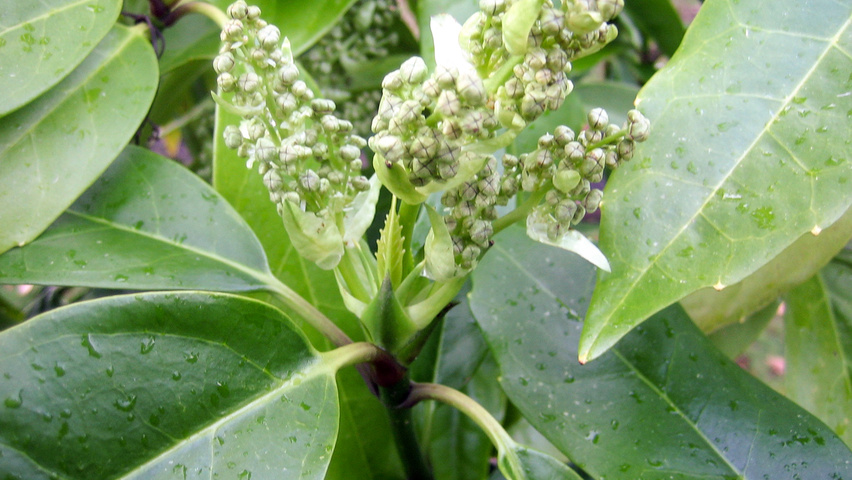 Aucuba japonica цветки