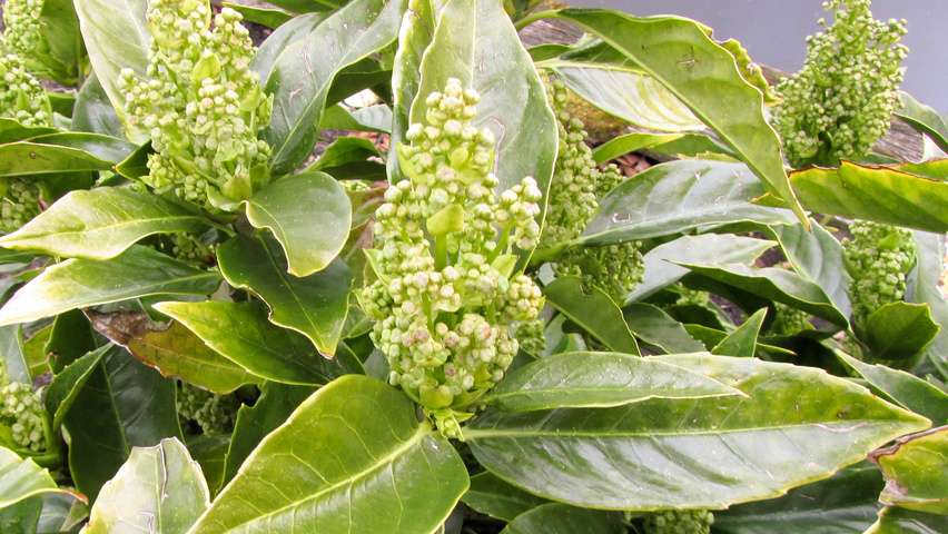 Aucuba japonica цветки