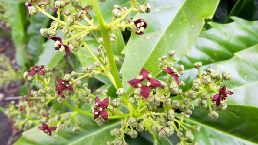 Aucuba japonica цветки