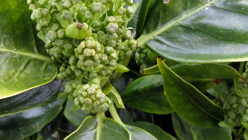 Aucuba japonica цветки