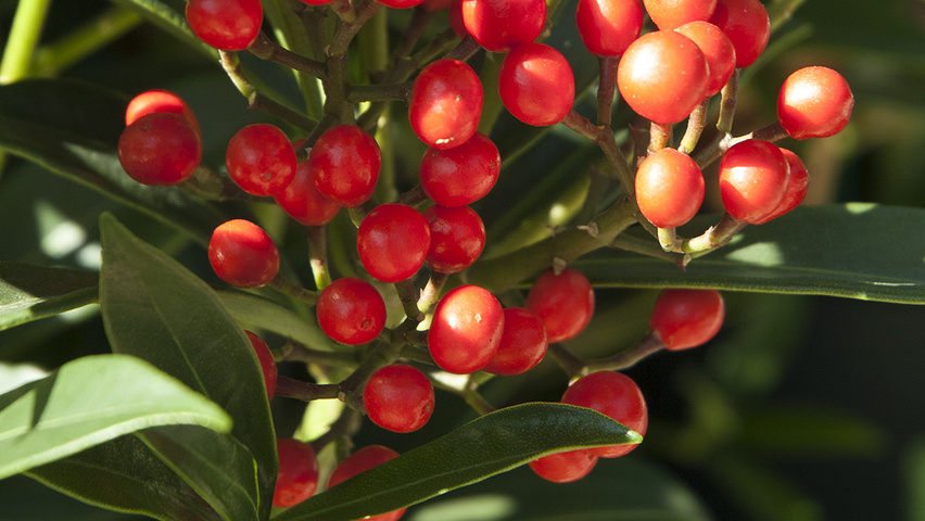 Aucuba japonica плоды