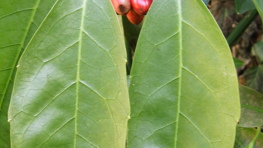 Aucuba japonica листья