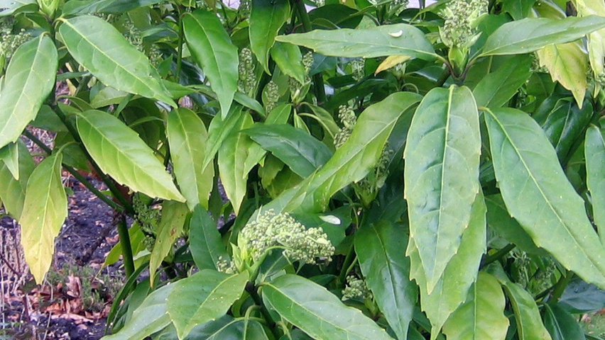 Aucuba japonica Кустарники-солитеры