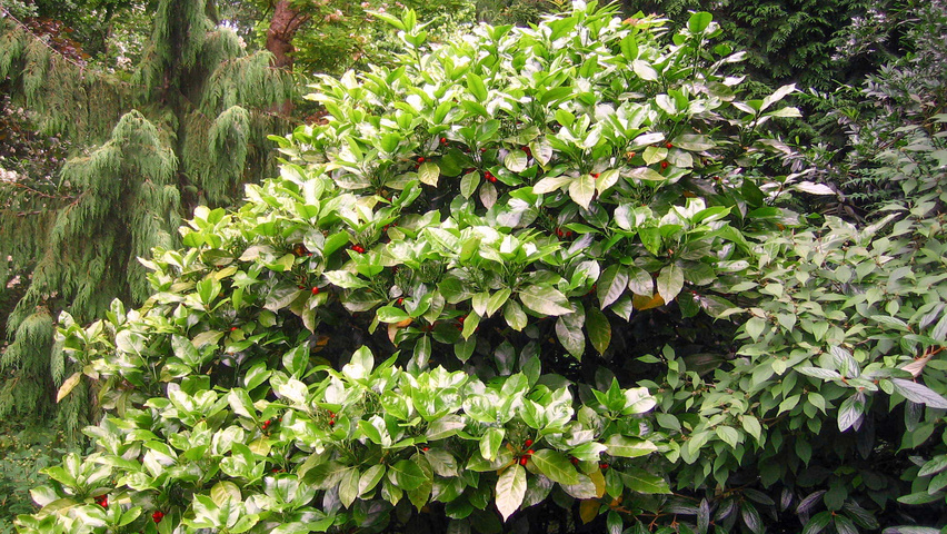 Aucuba japonica Кустарники-солитеры