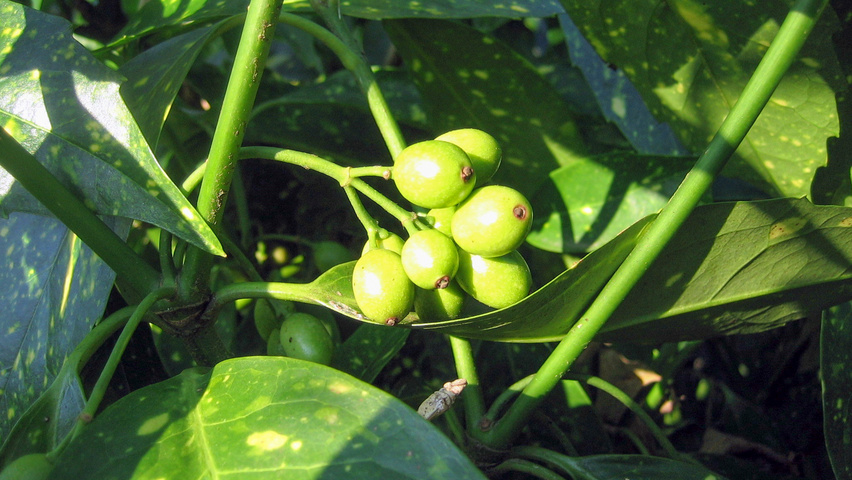 Aucuba japonica 'Variegata' owoce