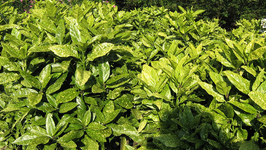 Aucuba japonica 'Variegata' liście