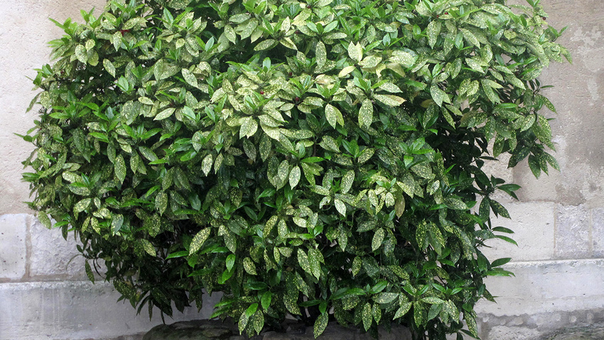 Aucuba japonica 'Variegata' krzewy soliterowe