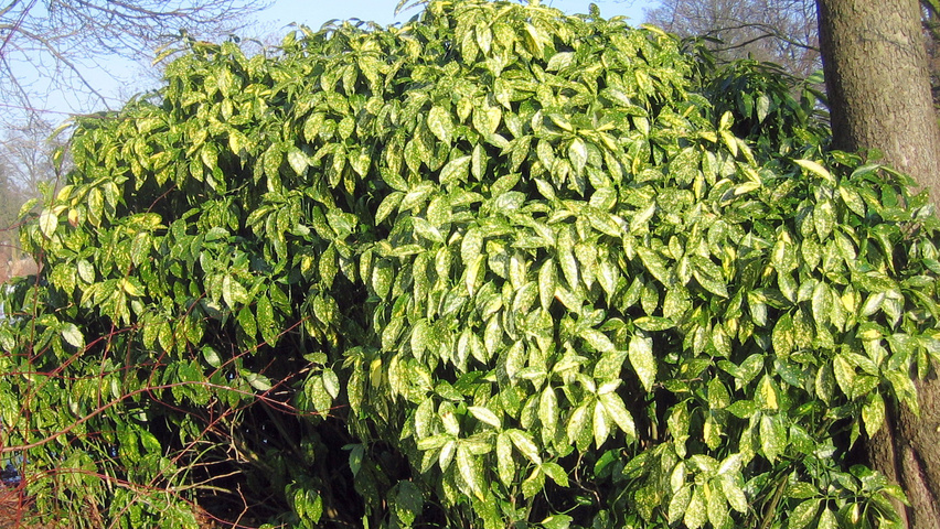 Aucuba japonica 'Variegata' krzewy soliterowe