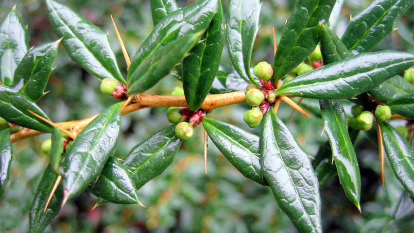 Berberis x frikartii 'Amstelveen' blad