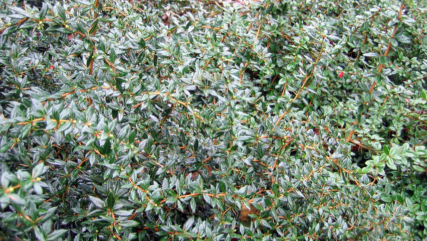 Berberis x frikartii 'Amstelveen' solitair heesters