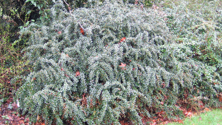 Berberis x frikartii 'Amstelveen' solitair heesters
