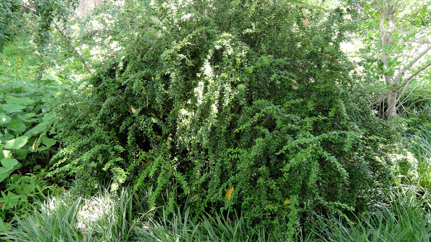 Berberis gagnepainii solitary shrubs