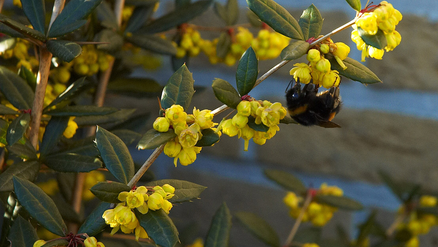 Berberis julianae kwiaty