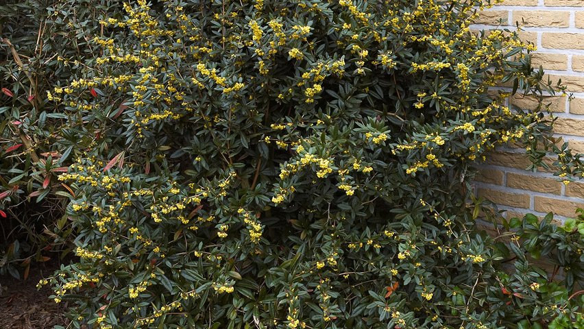 Berberis julianae krzewy soliterowe