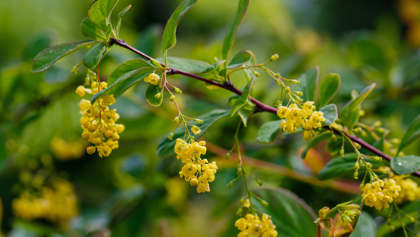 Berberis koreana bloem
