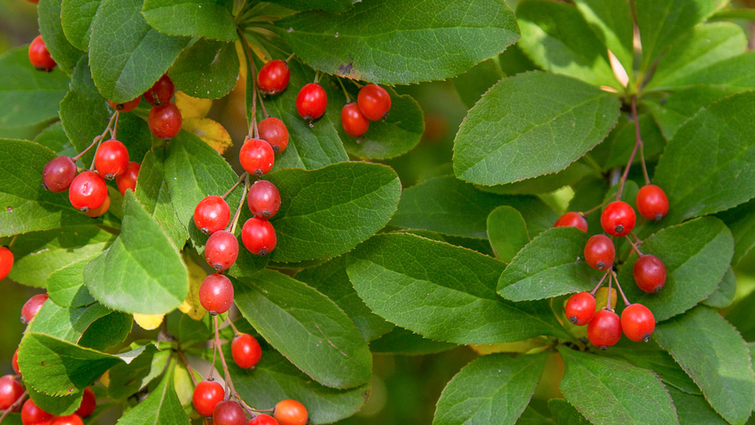 Berberis koreana vrucht