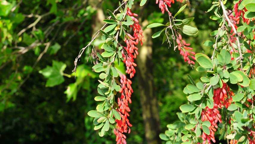 Berberis koreana vrucht