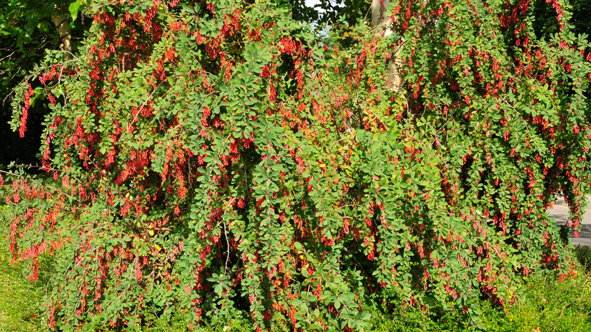 Berberis koreana solitair heesters