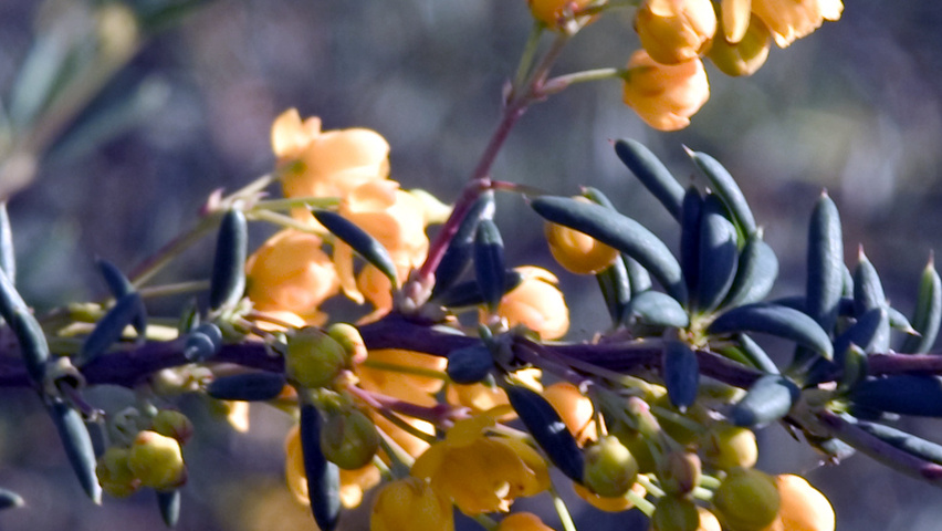 Berberis linearifolia 'Orange King' flowers