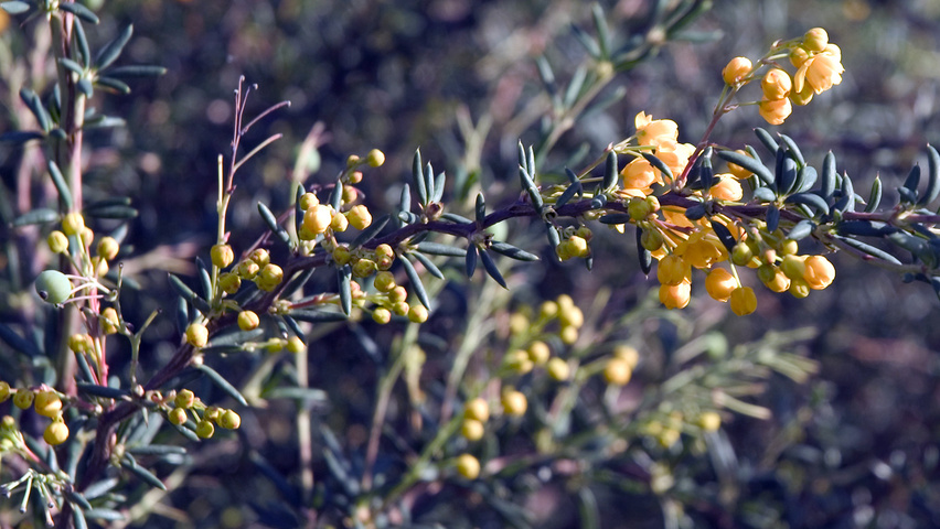 Berberis linearifolia 'Orange King' leaves