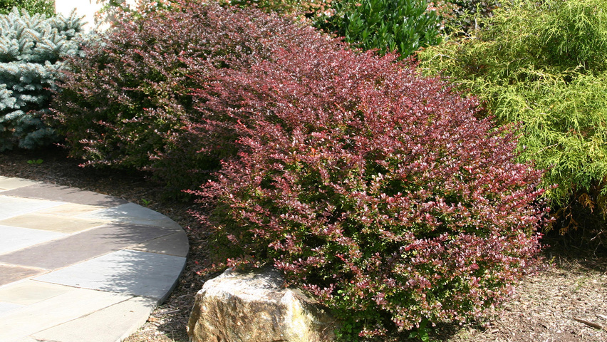 Berberis thunbergii 'Atropurpurea' hedge