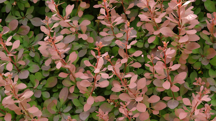 Berberis thunbergii 'Atropurpurea' leaves