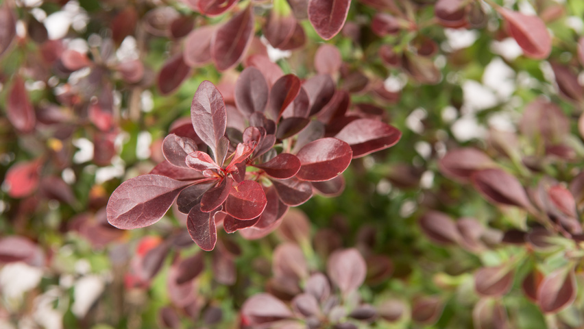 Berberis thunbergii 'Atropurpurea' leaves