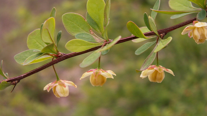 Berberis thunbergii bloem